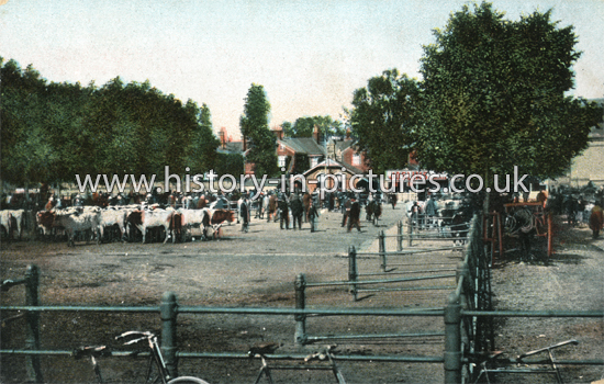 The Cattle Market, Chelmsford Essex. c.1910